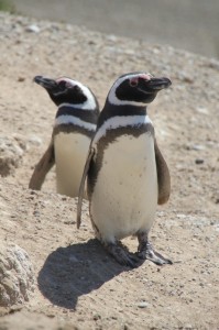 couple of penguins on the slope