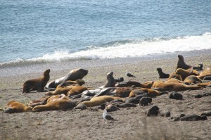 sea lion colony