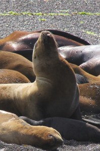 sea lion young female showing off