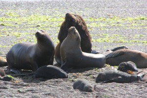 sea lion family