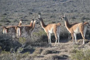 guanacos, safely on the other side of the fence