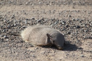 and there are more animals on the peninsula, here an armadillo