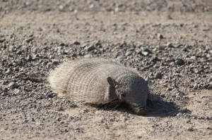 and there are more animals on the peninsula, here an armadillo