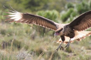 and plenty birds-of-prey, too. Here a Garancho, something between hawk and vulture, and very familiar in Argentina