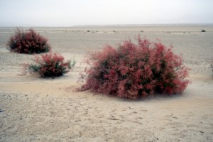 unexpected colour in desert