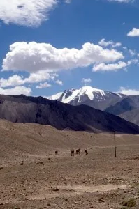 camels roaming