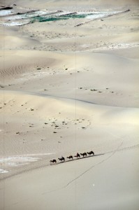 camel train in the desert
