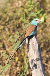this is an Abyssinian roller, apparently