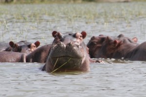 hippos populate the lake