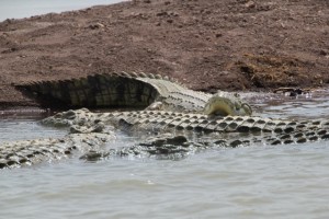as well as crocodiles, at what is called “crocodile market”