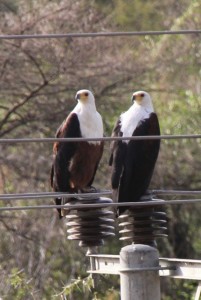two fish eagles checking the electricity supply
