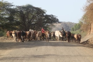 cows being transported over the road