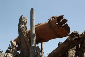 tree bark, used to collect honey