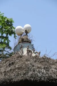 depicting family status, in Mecheke village