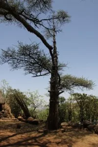 generation pole (Mecheke village)