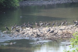 birds in the Mago River