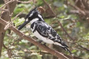 black-and-white Kingfisher
