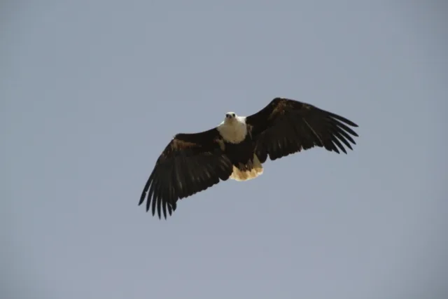 impressive fish eagle in flight