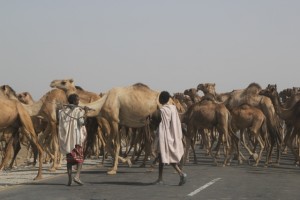 a camel herd crossing the main road