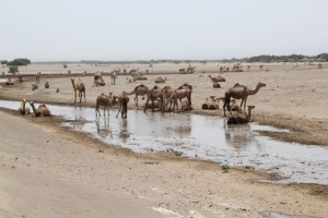 camels drinking from a salty pool in the Danakil Depression