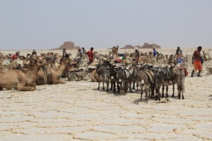 salt blocks being collected and packed onto camel and donkey backs