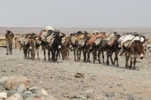 the caravan also includes donkeys