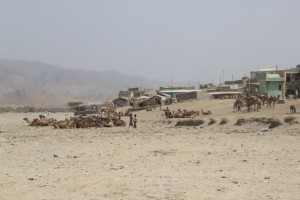 Berhale village, and resting camels