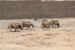 donkeys carrying fire wood, in the wadi cutting through Dire Dawa