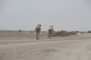 used by wandering camels, too