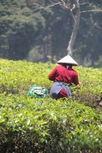 plantation worker on the Malabar Tea Estate