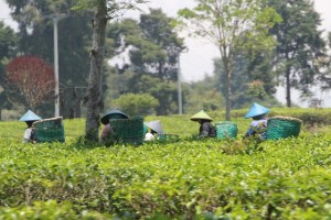 plantation workers in between the tea