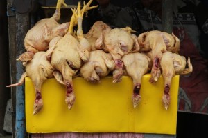 more chicken for sale