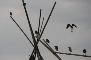 lots of birds, including these weird-looking ones; anyone?