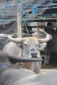 buffalo at the Bole market in Rantepao