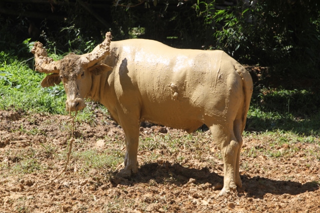 buffalo after a mud bath