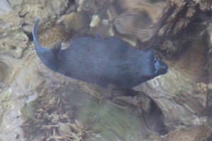 and another blue fish, again name unknown