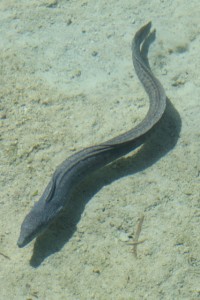 an eel wiggling towards the jetty (we temporarily took our toes out of the water)
