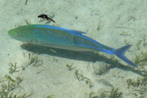 more blue fish, this one quite big