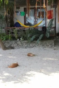 the Black Marlin cabins, and the dogs in characteristic position