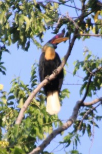 and a hornbill, equally difficult, so high up in the trees