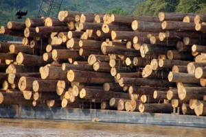 logs stacked on the river bank
