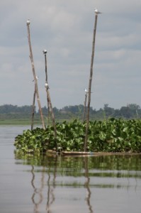 weeds and bamboo poles in the Lake Jempung