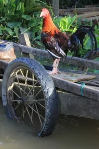 cock staying dry in flooded Tering Lama