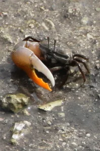 a genuine one-armed crab, they do still exist!