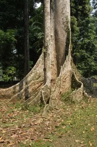 some huge trees, too