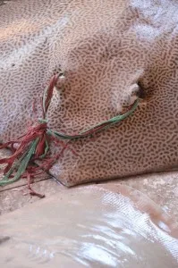 sting ray for sale in the Paotere fish market