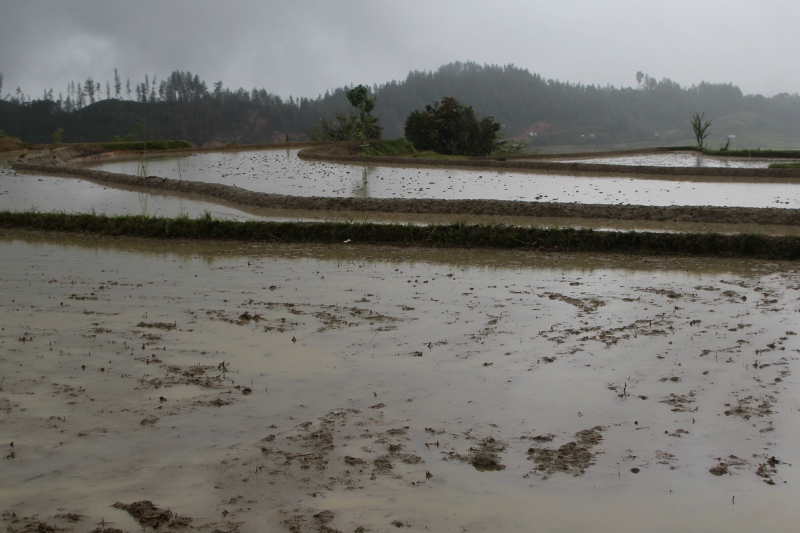 rice paddies near Loko