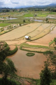 rice paddies near Tondok Bakaru