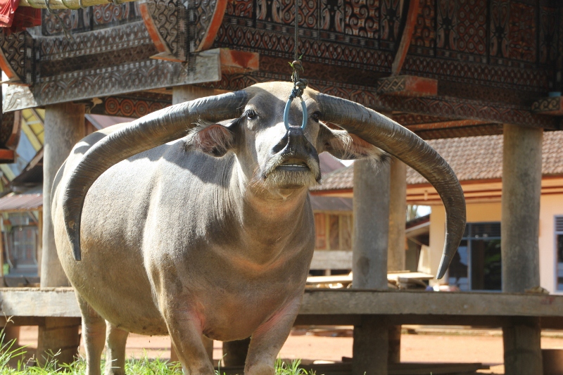 bull with huge horns, tied to a tongonan
