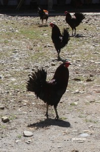 the fighting cocks are being let out, in Marante – carefully tied to hooks in the ground to make sure they don’t attack each other